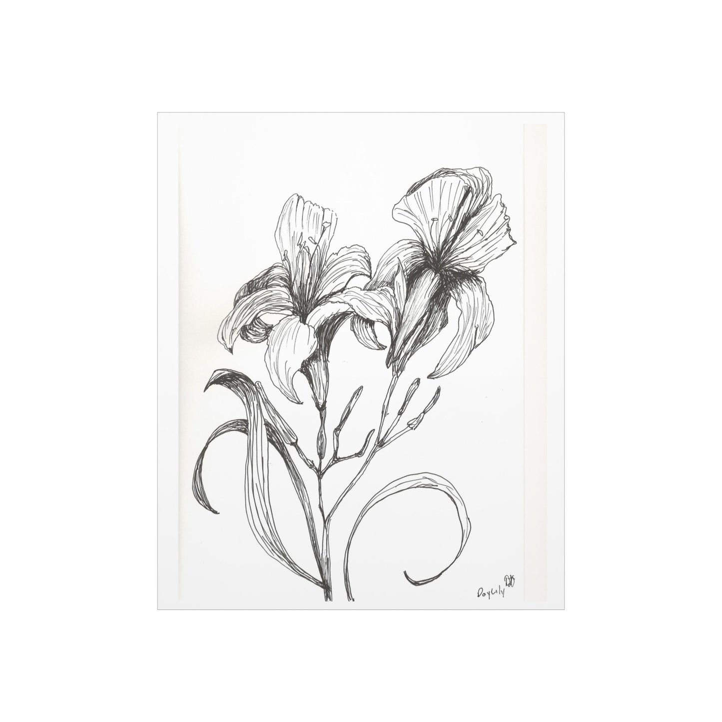 Premium Matte Vertical Posters with My Original Ink Drawing of Iris, Available in 7 Sizes, Ink Drawing, Botanical Art, Floral Drawing