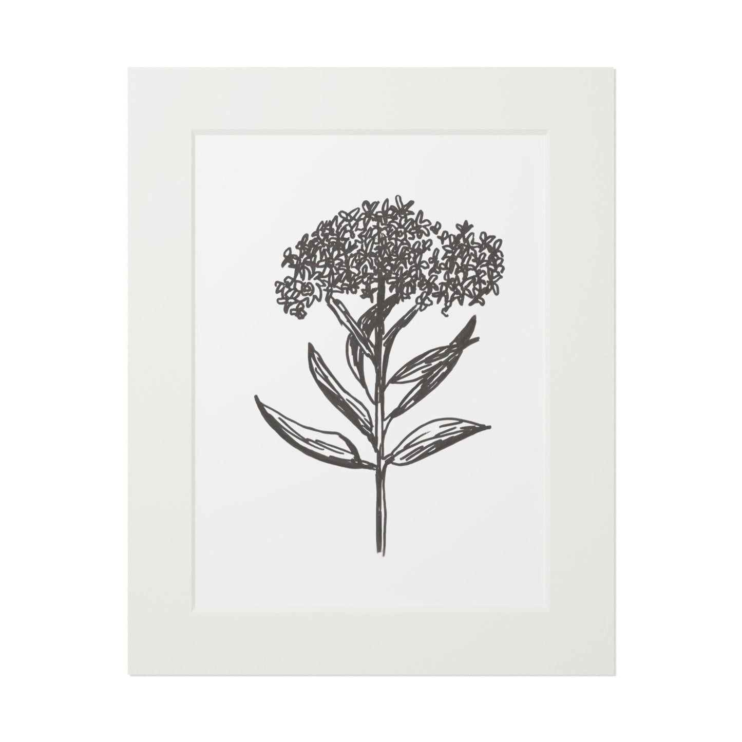 Fine Art Prints (Passepartout Paper Frame)of Hand Ink Drawing in Pen of Milkweed Praire Plant for Minarch Butterflies of American Midwest