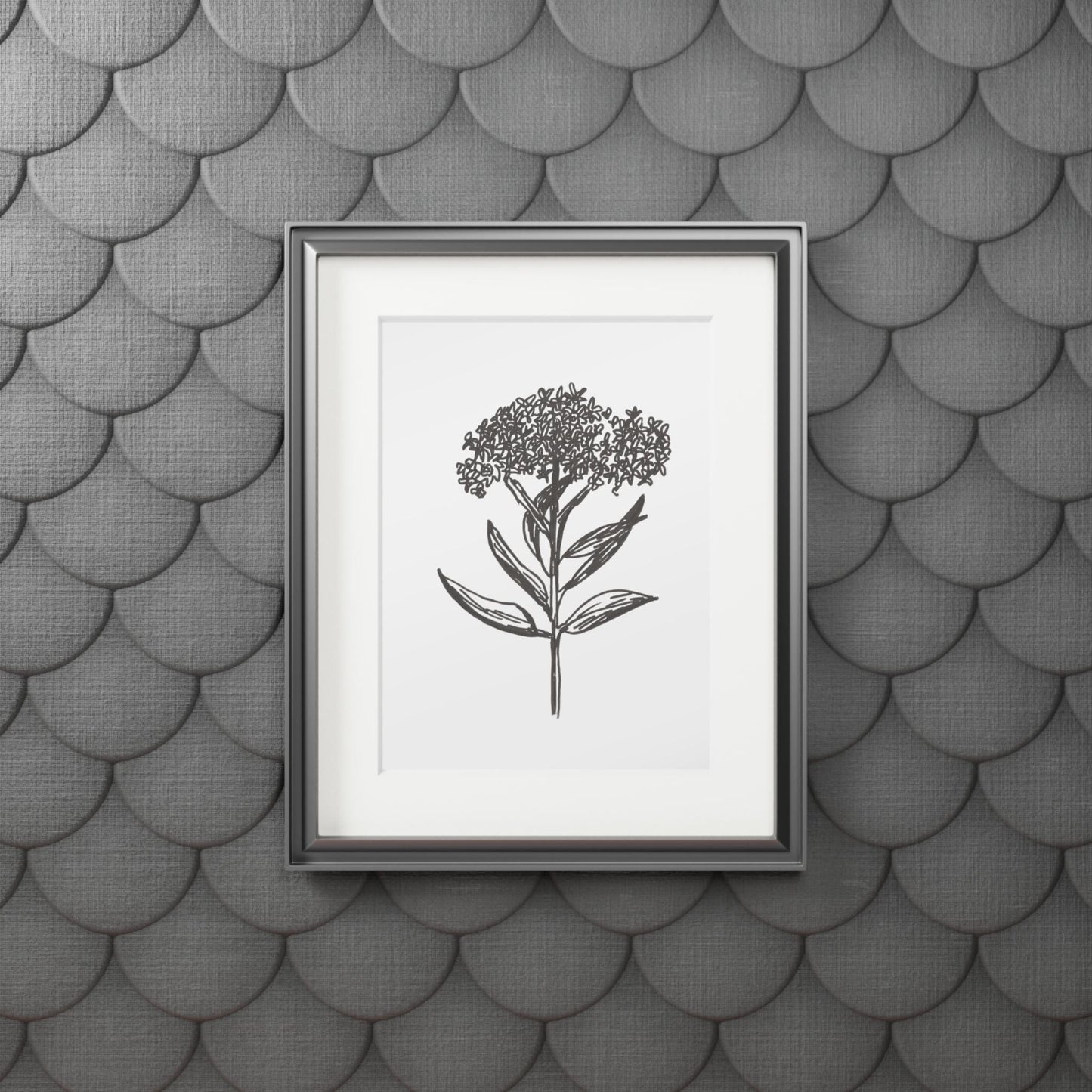 Fine Art Prints (Passepartout Paper Frame)of Hand Ink Drawing in Pen of Milkweed Praire Plant for Minarch Butterflies of American Midwest