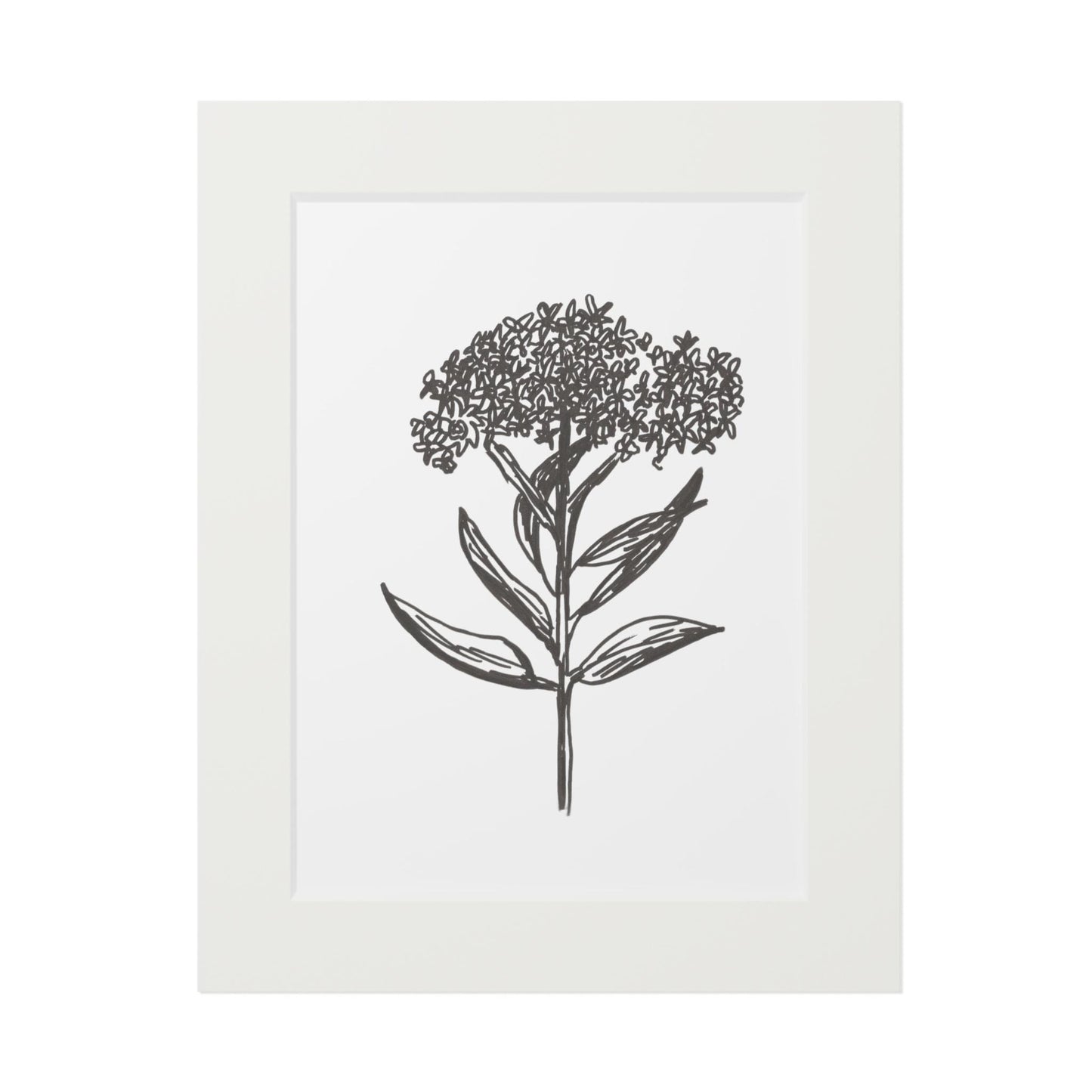 Fine Art Prints (Passepartout Paper Frame)of Hand Ink Drawing in Pen of Milkweed Praire Plant for Minarch Butterflies of American Midwest