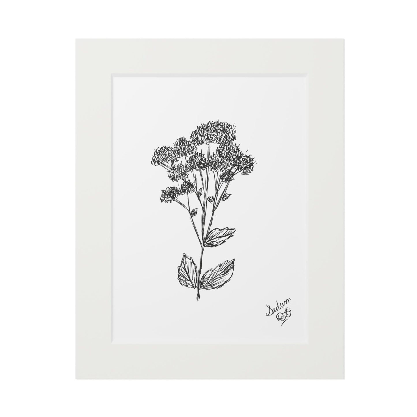 Fine Art Prints (Passepartout Paper Frame) Original Botanical Art Ink Drawing, Line Art, Minimalist, Nature Art, Garden Flowers