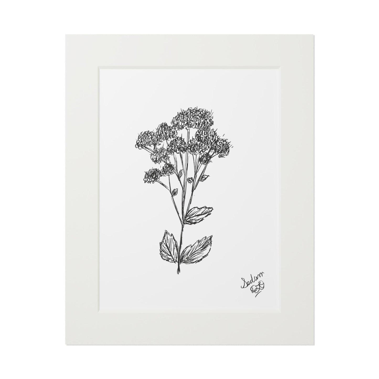 Fine Art Prints (Passepartout Paper Frame) Original Botanical Art Ink Drawing, Line Art, Minimalist, Nature Art, Garden Flowers