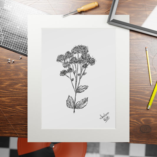 Fine Art Prints (Passepartout Paper Frame) Original Botanical Art Ink Drawing, Line Art, Minimalist, Nature Art, Garden Flowers