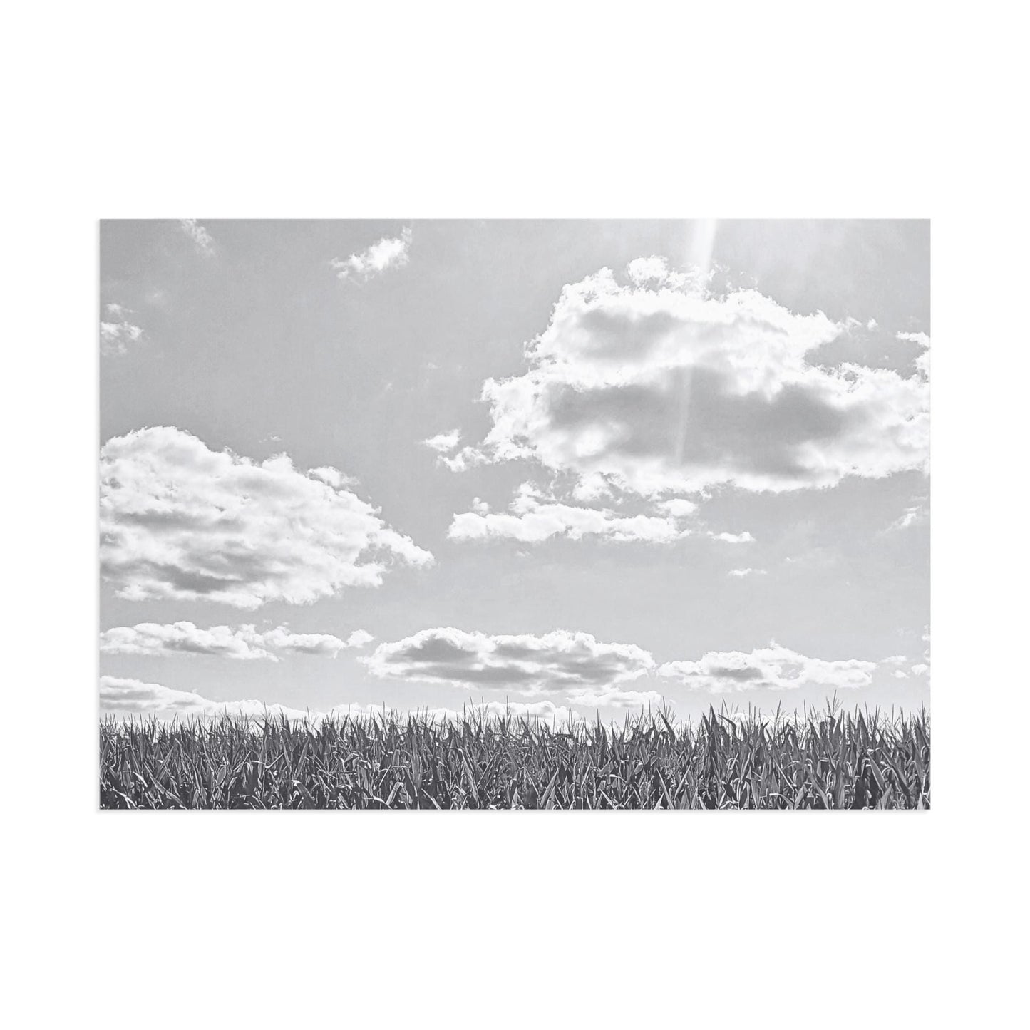 Postcards, Rural Landscape Photography, Illinois Farmland Photo, Black and White Picture, Country Life, Set of 10, Wall Art Decor, Fine Art