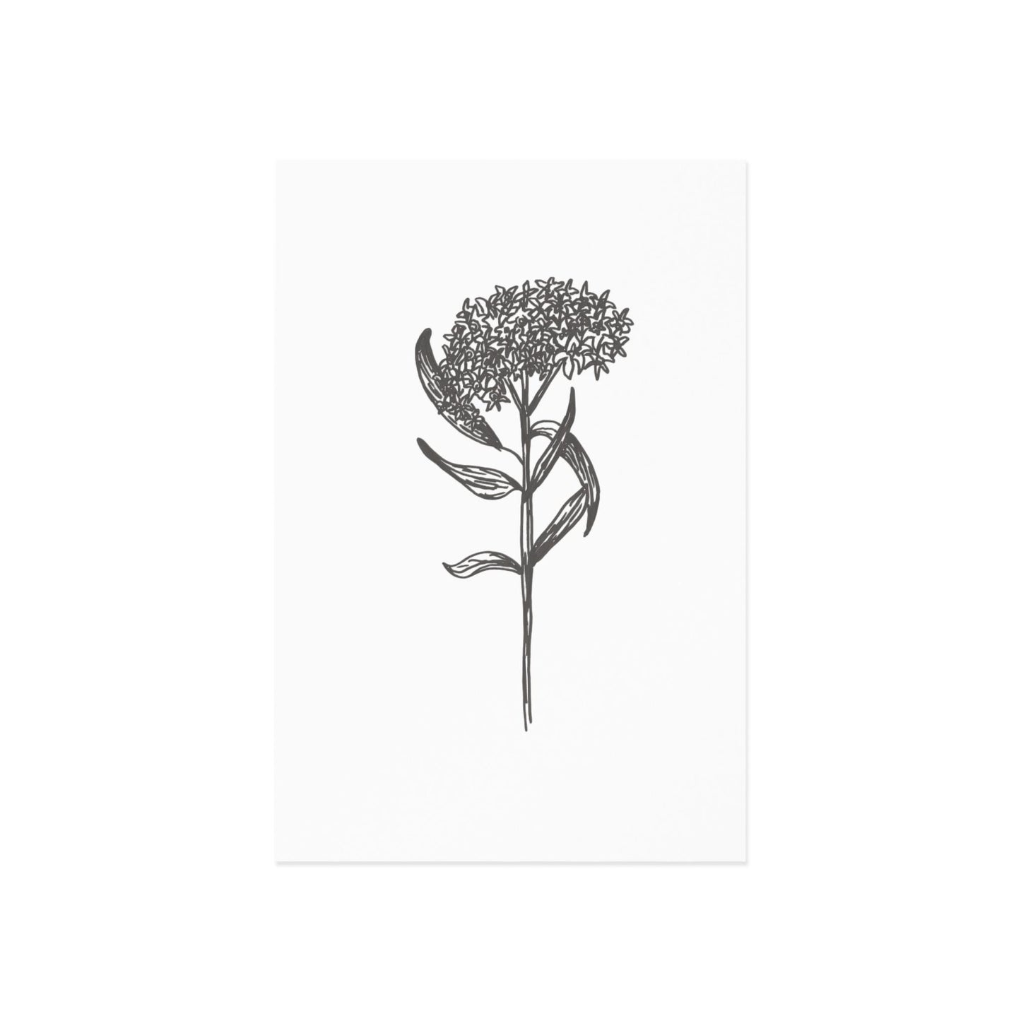 Postcard Set, Milkweed , Prarie Plant, Hand Ink Drawn Line Art Nature Art, Original, Stationery Pack, Nature Lover Gift, Botanical Art