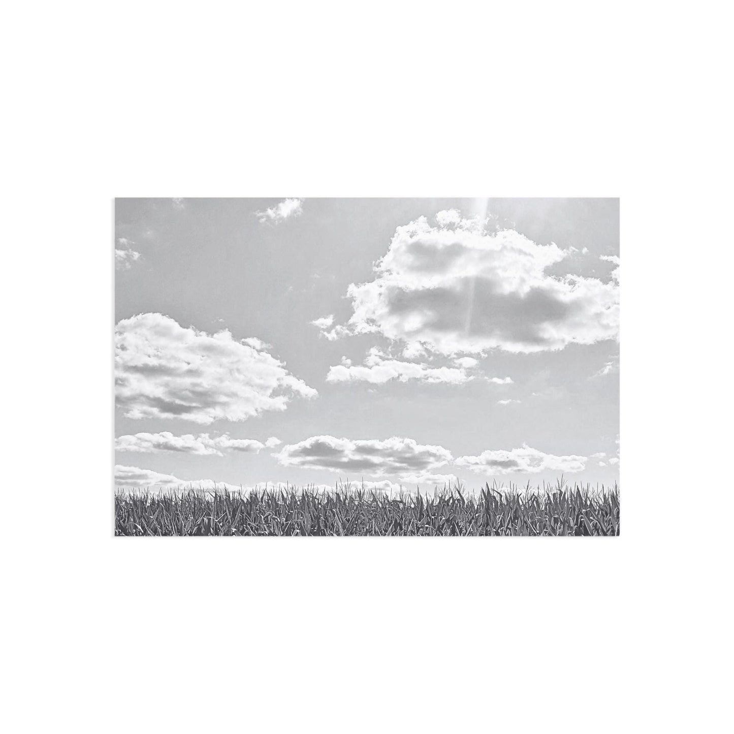 Postcards, Rural Landscape Photography, Illinois Farmland Photo, Black and White Picture, Country Life, Set of 10, Wall Art Decor, Fine Art