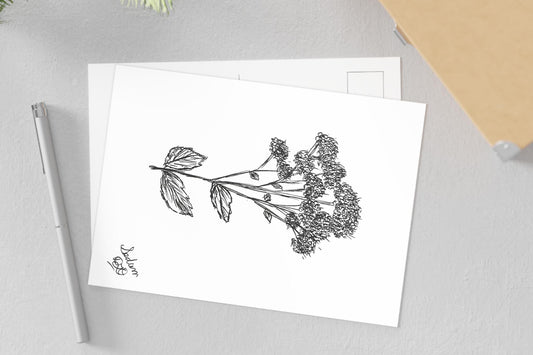 Postcards, Botanical Art Print, Sedum Plant Drawing, Summer Garden Succulent, Fine Art Stationery Set, Nature Lover Gift