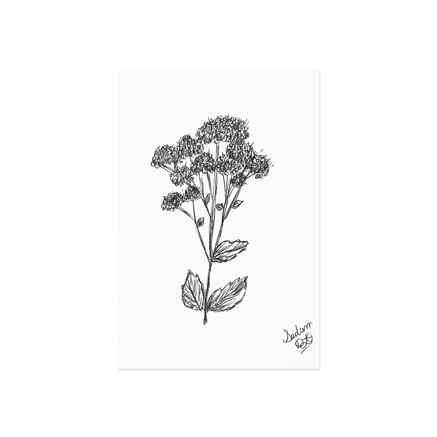 Postcards, Botanical Art Print, Sedum Plant Drawing, Summer Garden Succulent, Fine Art Stationery Set, Nature Lover Gift